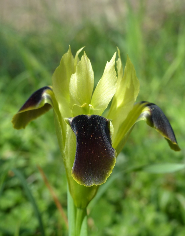 Dactylorhiza romana e prime fioriture tra Lazio e Campania - marzo 2023.